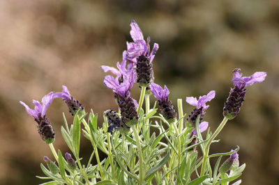 Close-up of purple flowering plant