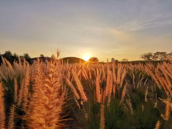 Scenic view of field against sky during sunset