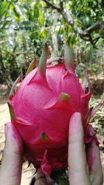 Close-up of hand on pink flowering plant