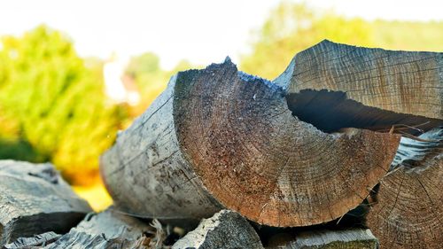 Close-up of logs in forest