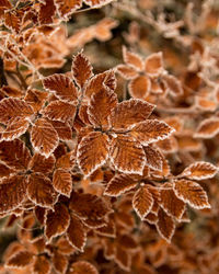 Close-up of dry leaves during winter
