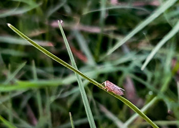 Close-up of leaf on grass