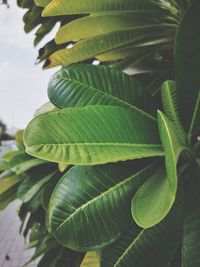 Close-up of green leaves