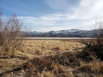 Scenic view of field against sky