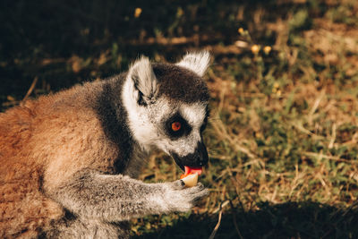 Lemur feeding