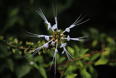 Close-up of butterfly on plant