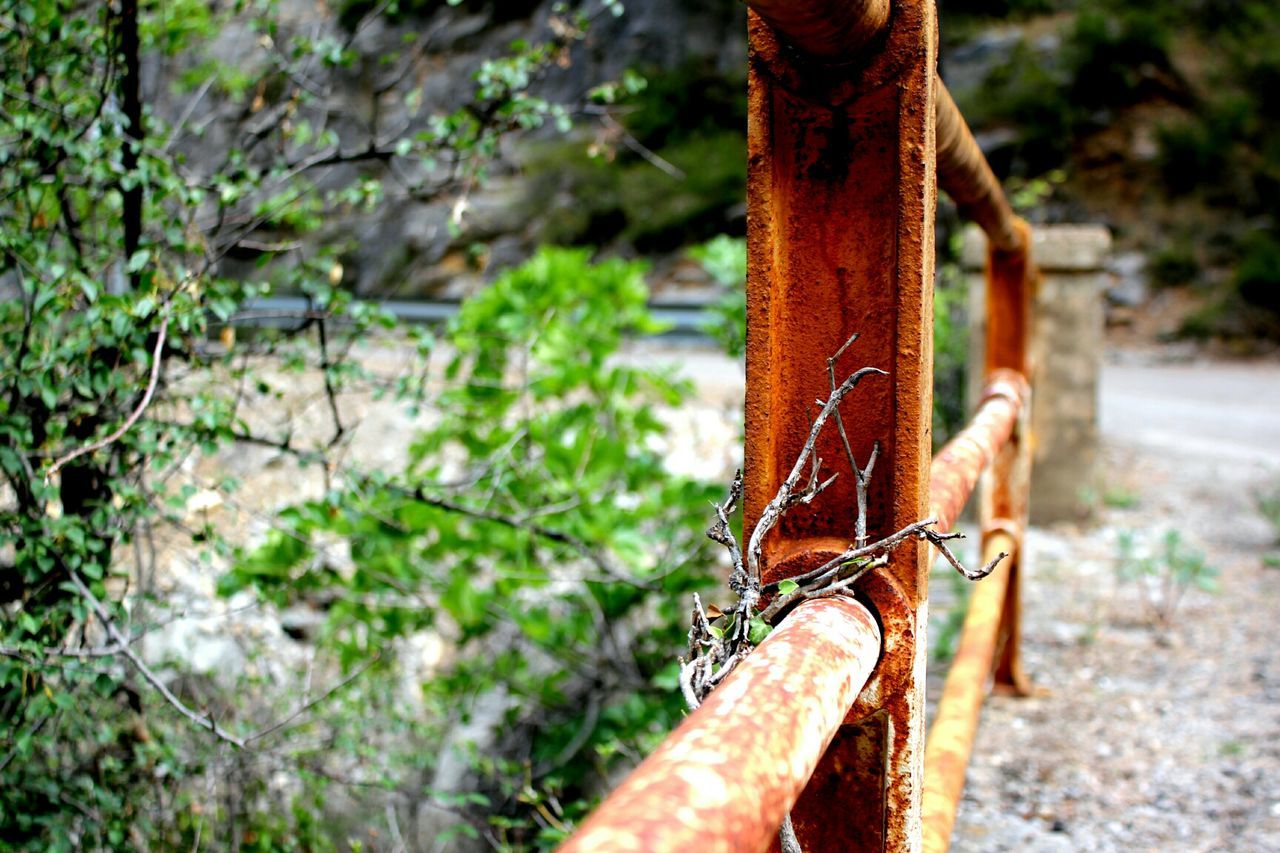 one animal, focus on foreground, animal themes, close-up, rusty, animals in the wild, part of, wildlife, metal, wood - material, tree, outdoors, cropped, day, selective focus, tree trunk, insect, nature, wood, brown