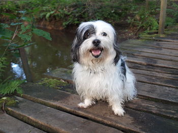 Portrait of dog sitting on wood