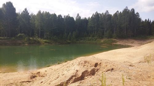 Scenic view of lake against trees in forest