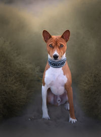 Portrait of dog in beach 