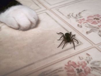 Close-up of cat on table