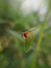 Close-up of insect on plant