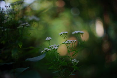 Close-up of plant