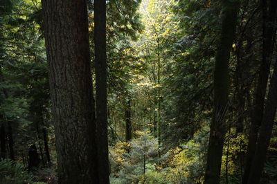 Trees in forest