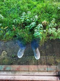 Plants in pond