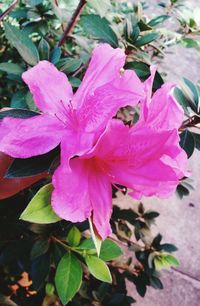 Close-up of pink flowers