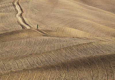 Full frame shot of agricultural field