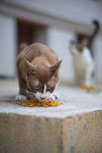 Close-up of cat eating