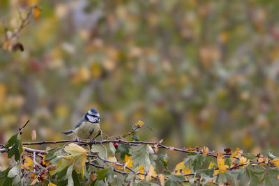 Low angle view of bird perching on tree