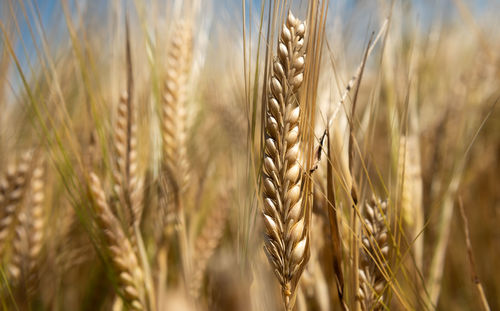 Close-up of stalks in wheat field