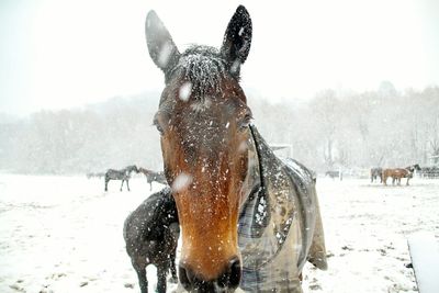 Close-up of horse on field during winter