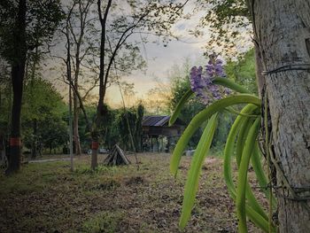 Trees and plants growing on field