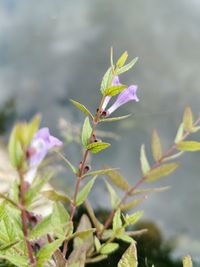 Close-up of pink flowering plant