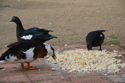 Ducks on ground
