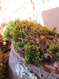 Plant growing on a tree