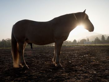 White horse on the mountain pasture at horse farm. white horse in color isabella