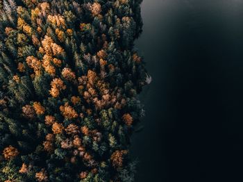 High angle view of coral in sea