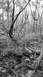 Bare trees in forest