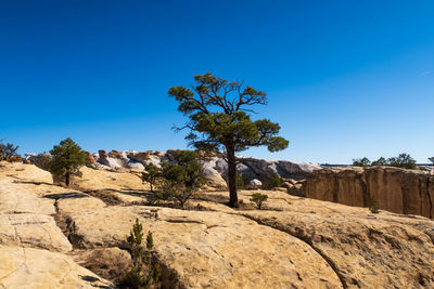 Landscape of lone tree on yellow stone formations at el morro national monument in new mexico