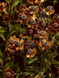 Close-up of yellow flowers outdoors