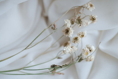 High angle view of white flower on table