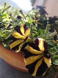 Close-up of flower plant