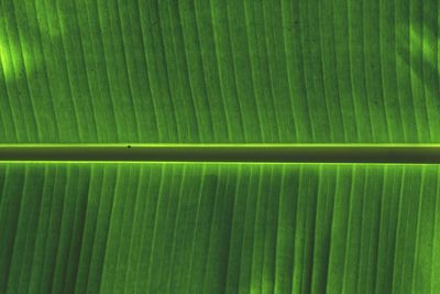 Close-up of banana leaf