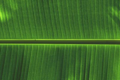 Full frame shot of green tree