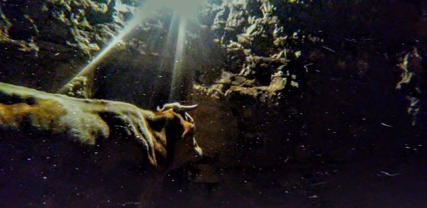 View of horse swimming in sea