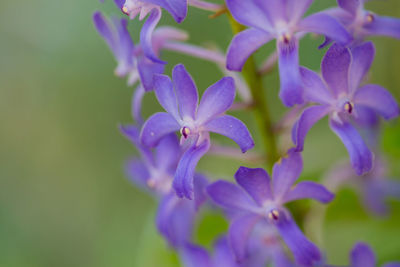 Close-up of purple flowering plant