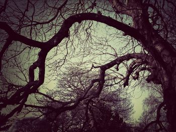 Low angle view of bare trees against sky