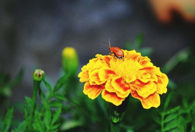 Close-up of insect on marigold