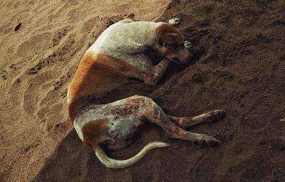 High angle view of dog lying on sand