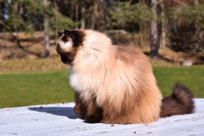 Close-up of a cat looking away