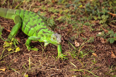 High angle view of lizard on land