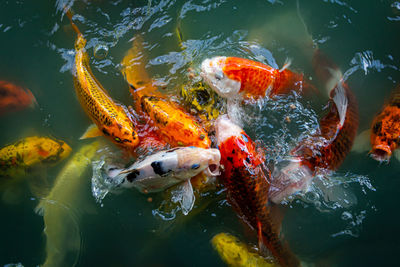 Koi carp swimming in pond