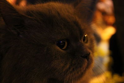 Close-up portrait of a cat