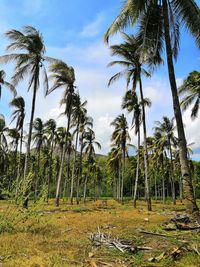 Scenic view of palm trees on field against sky