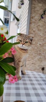 Cat sitting on footpath