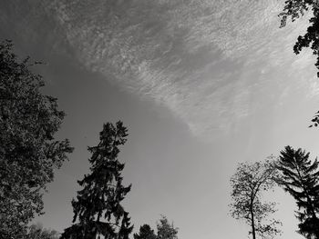 Low angle view of tree against sky